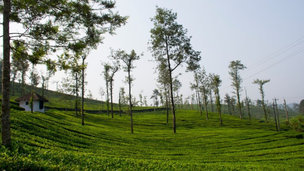 coorg