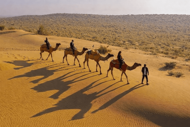 Camel safari