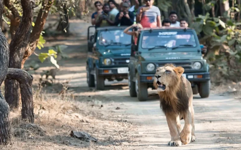 Gir National park top 10 places to visit in Gujarat