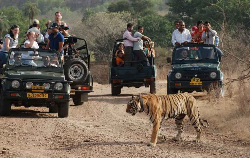 Ranthambore Tiger safari