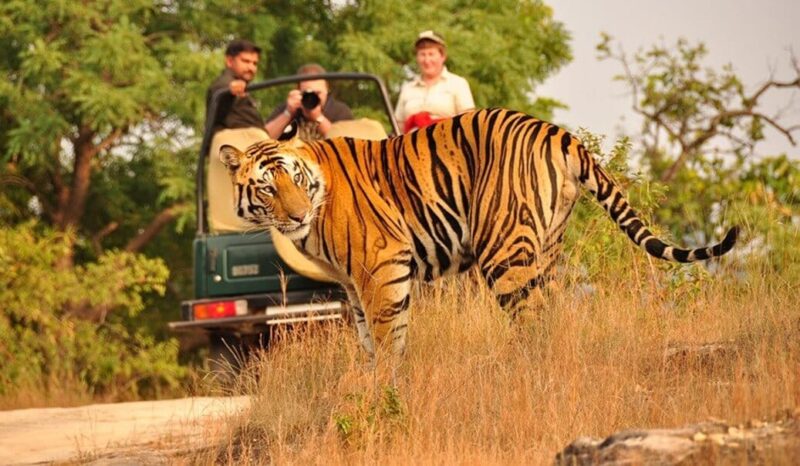 Tiger safari