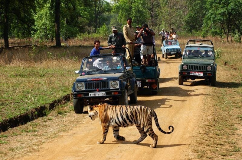 Ranthambore tiger safari