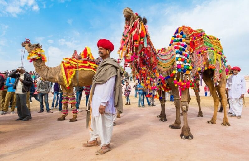 colourful rajasthan festival, camel