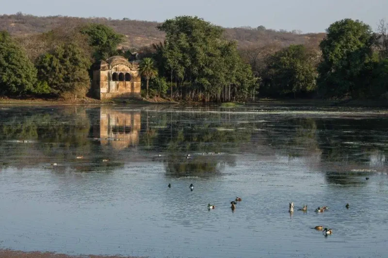 Lotus lake