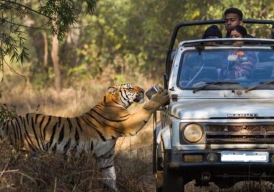 Ultimate Guide to Solo Tiger Safari at Ranthambore National Park