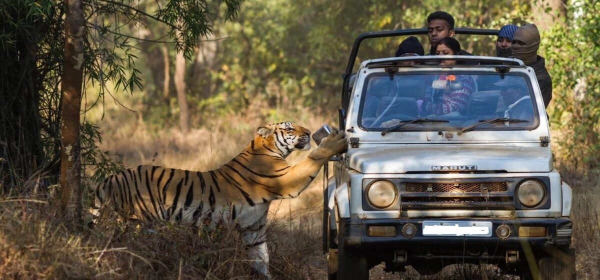 Ranthambore tiger safari