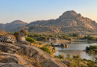 Jawai Leopard Safari Timings, Cost & New Rules